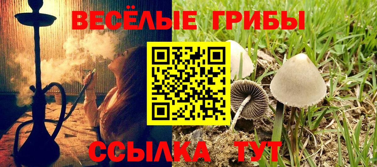 Псилоцибиновые грибы Cubensis Ейск